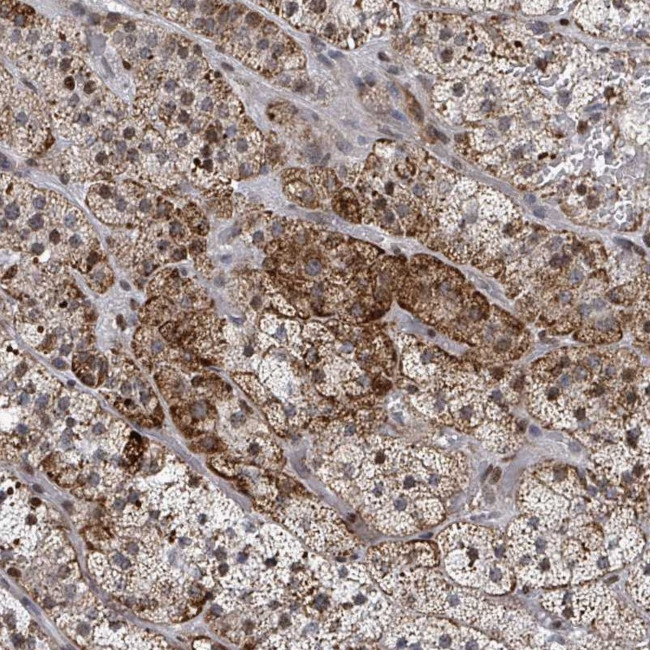 FNDC4 Antibody in Immunohistochemistry (Paraffin) (IHC (P))