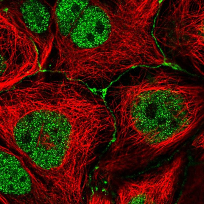 IGSF23 Antibody in Immunocytochemistry (ICC/IF)