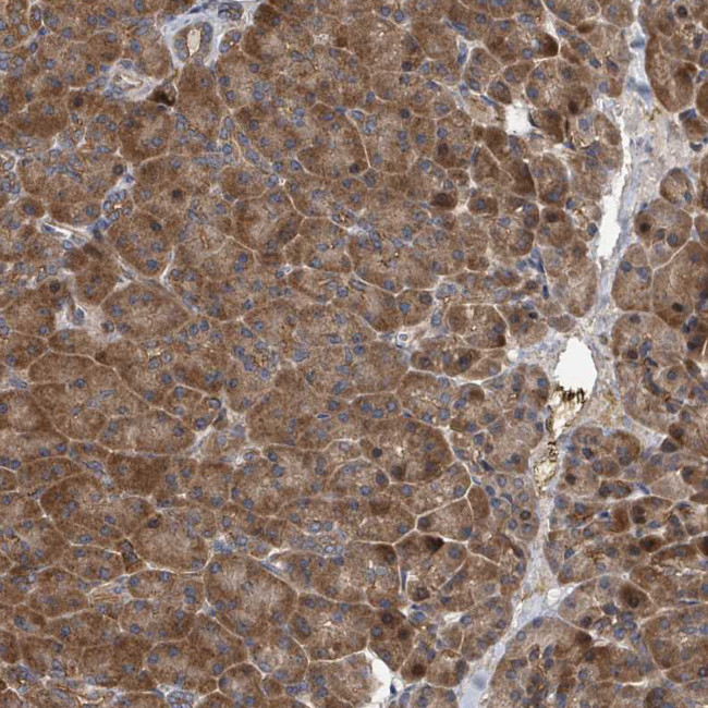 DPM1 Antibody in Immunohistochemistry (Paraffin) (IHC (P))