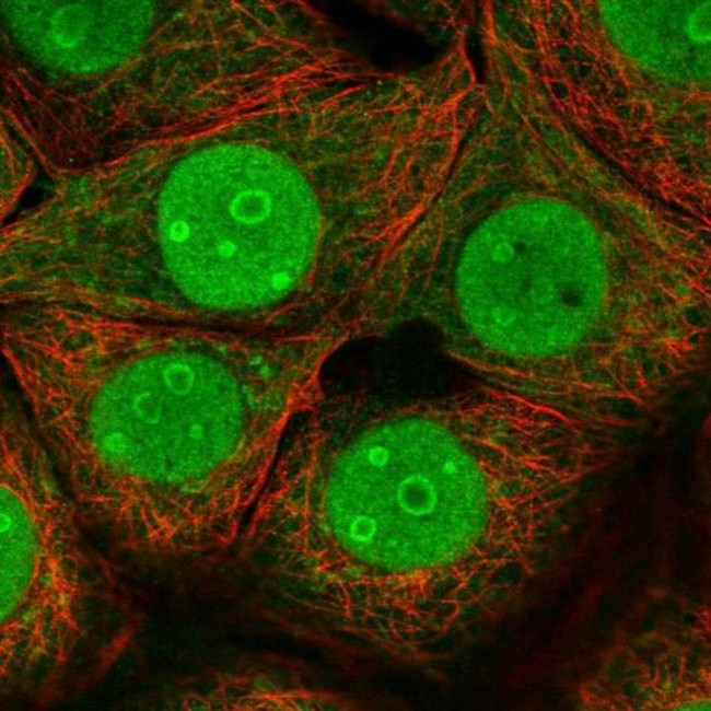 C14orf142 Antibody in Immunocytochemistry (ICC/IF)