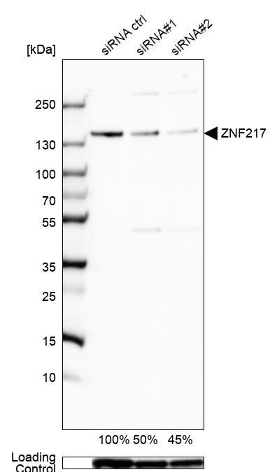 ZNF217 Antibody