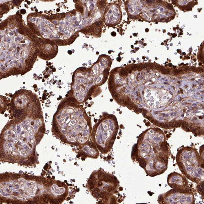 CRHSP-24 Antibody in Immunohistochemistry (Paraffin) (IHC (P))
