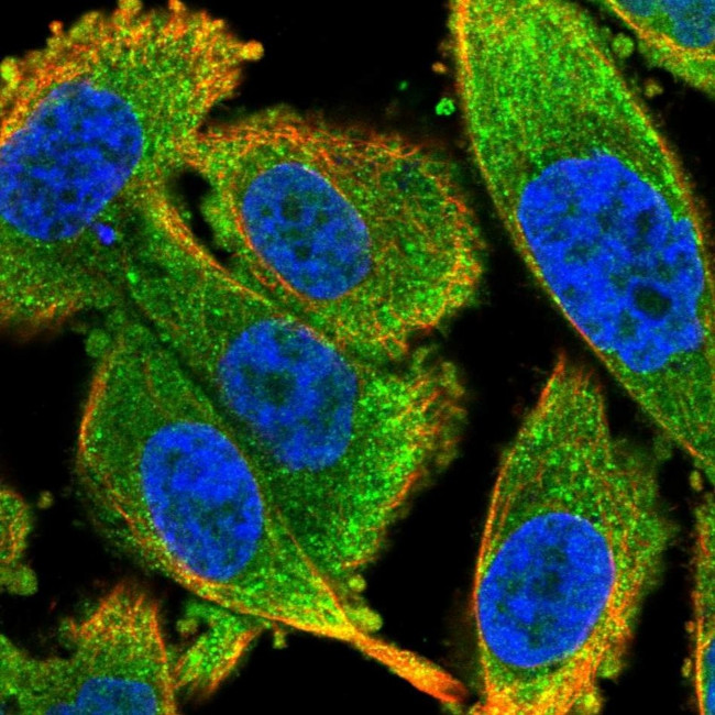 LSM12 Antibody in Immunocytochemistry (ICC/IF)
