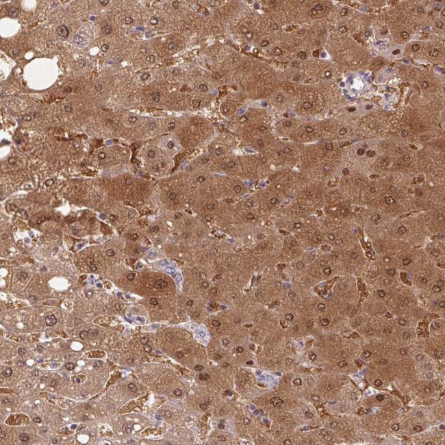 Protein Z Antibody in Immunohistochemistry (Paraffin) (IHC (P))