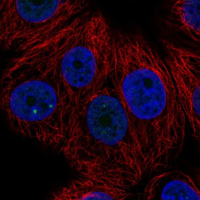 ZNF778 Antibody in Immunocytochemistry (ICC/IF)