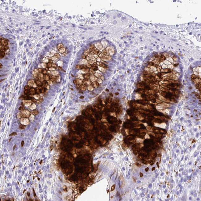 ZG16 Antibody in Immunohistochemistry (Paraffin) (IHC (P))