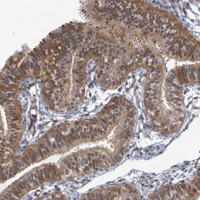 C7orf26 Antibody in Immunohistochemistry (Paraffin) (IHC (P))