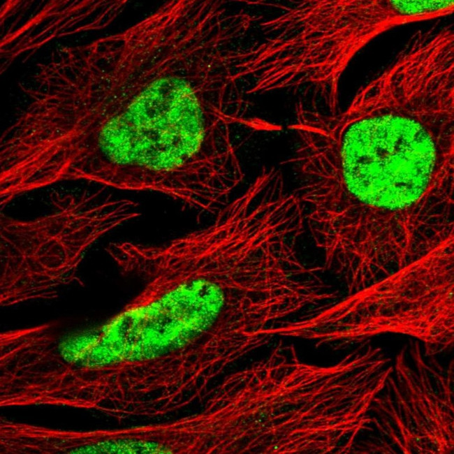 C1orf226 Antibody in Immunocytochemistry (ICC/IF)