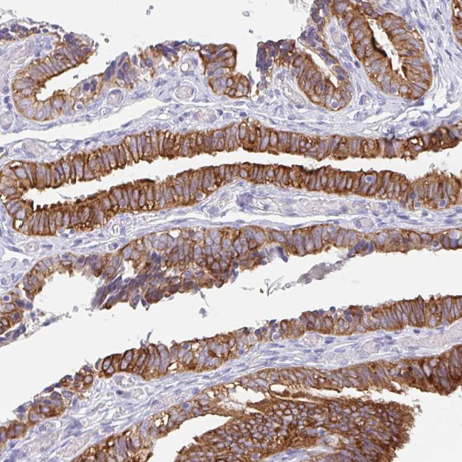 TRAF4 Antibody in Immunohistochemistry (Paraffin) (IHC (P))