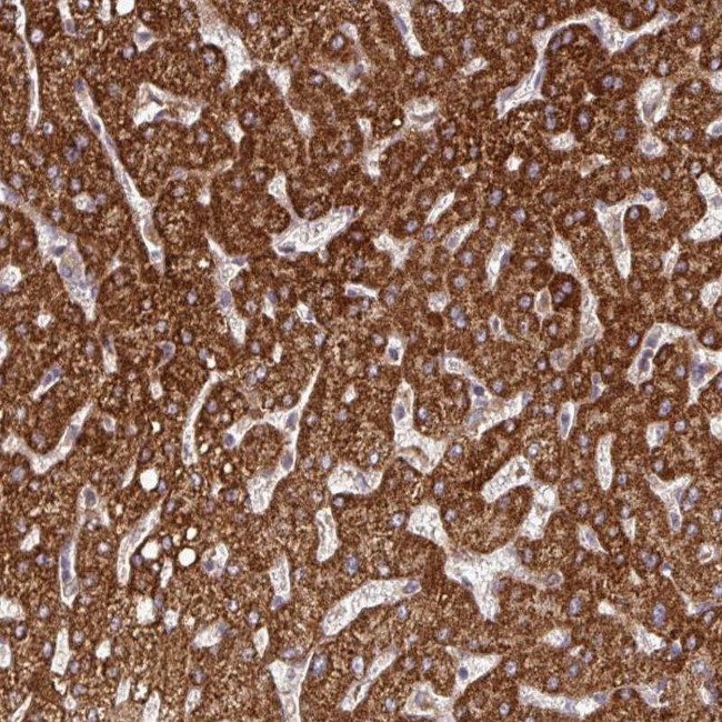 DNAJC7 Antibody in Immunohistochemistry (Paraffin) (IHC (P))