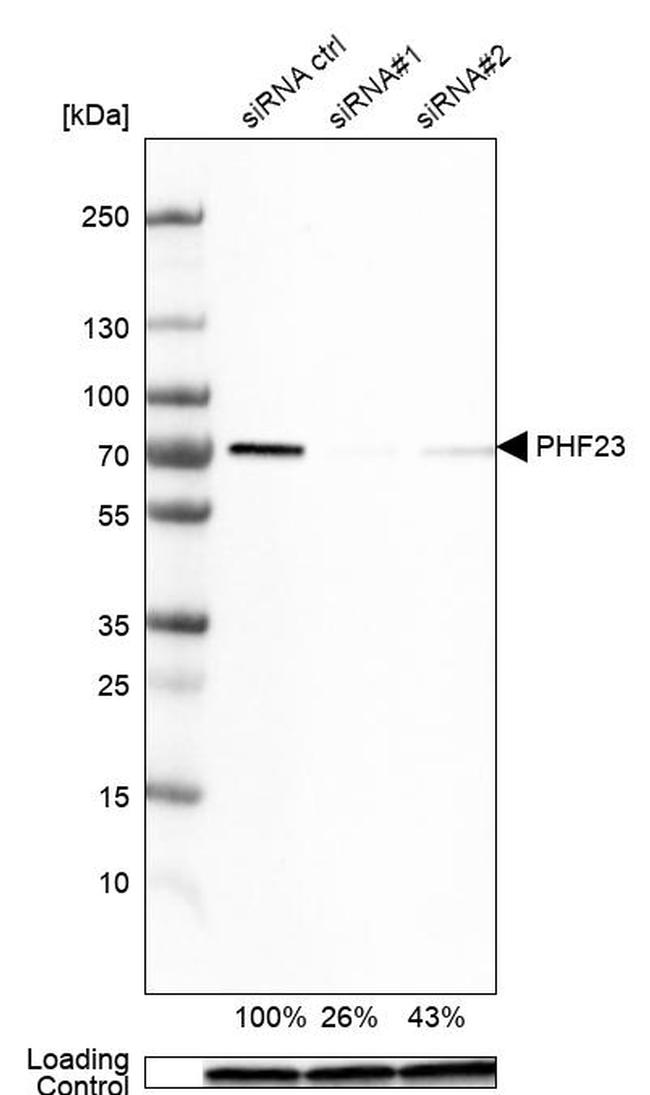 PHF23 Antibody in Western Blot (WB)
