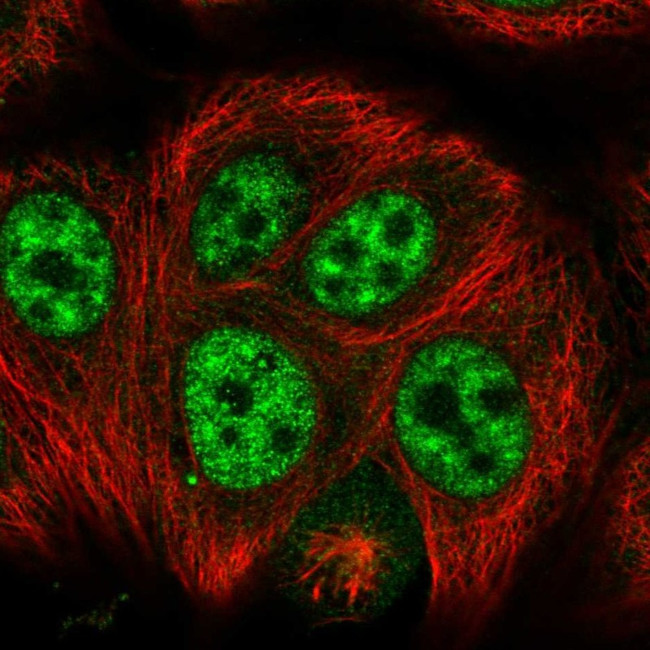 SRGAP1 Antibody in Immunocytochemistry (ICC/IF)