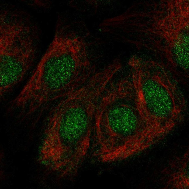 ZNF319 Antibody in Immunocytochemistry (ICC/IF)