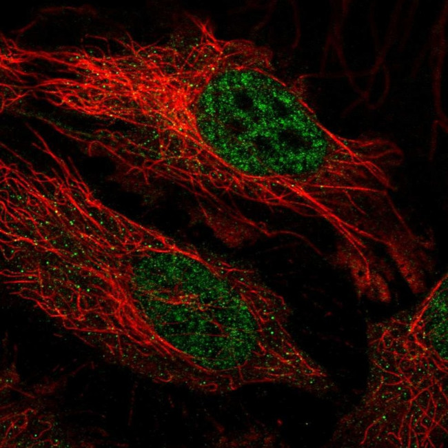 FBXO34 Antibody in Immunocytochemistry (ICC/IF)
