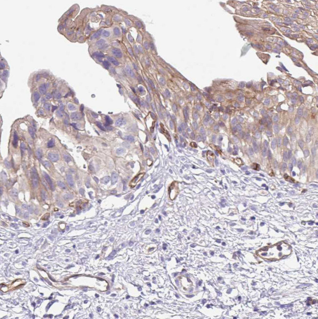 EHD4 Antibody in Immunohistochemistry (Paraffin) (IHC (P))