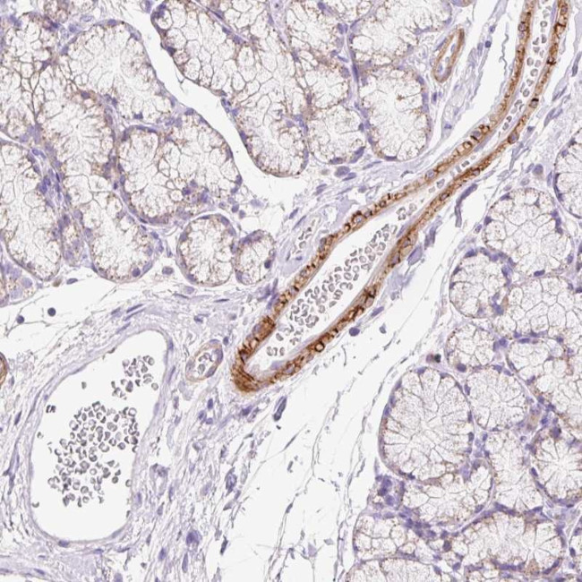 SUSD5 Antibody in Immunohistochemistry (Paraffin) (IHC (P))