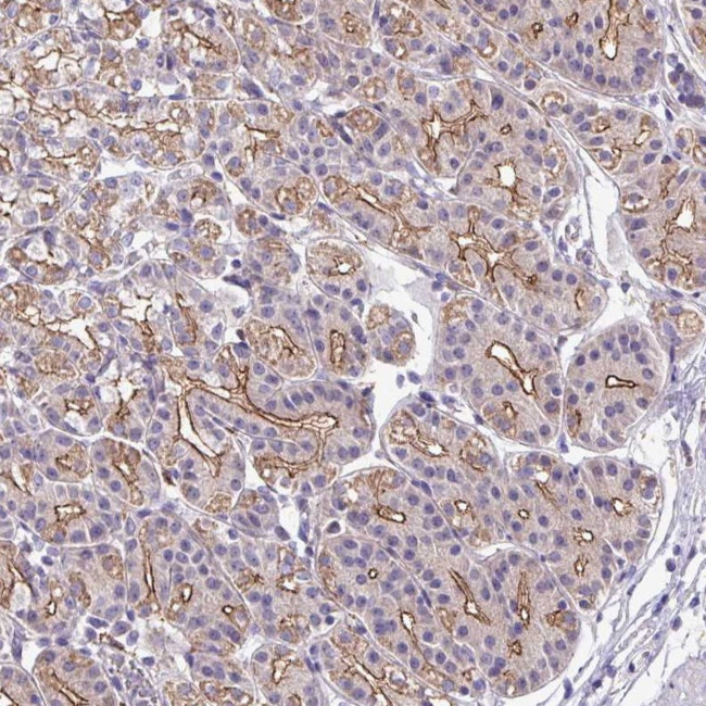 IQCJ Antibody in Immunohistochemistry (Paraffin) (IHC (P))