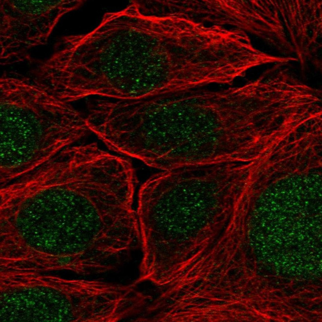 PR38A Antibody in Immunocytochemistry (ICC/IF)