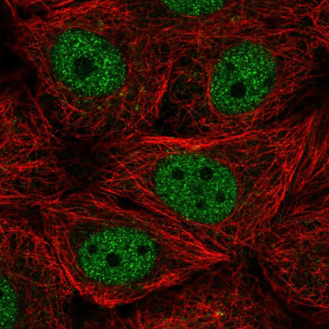 Cyclin L2 Antibody in Immunocytochemistry (ICC/IF)