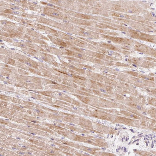 BOLA3 Antibody in Immunohistochemistry (Paraffin) (IHC (P))