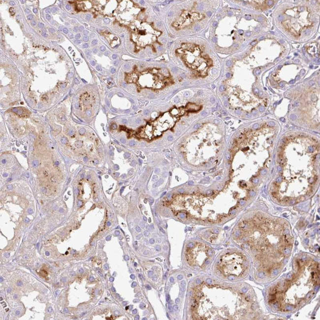 CTXN2 Antibody in Immunohistochemistry (Paraffin) (IHC (P))