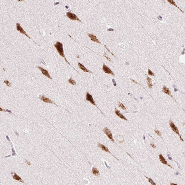 RPL41 Antibody in Immunohistochemistry (Paraffin) (IHC (P))