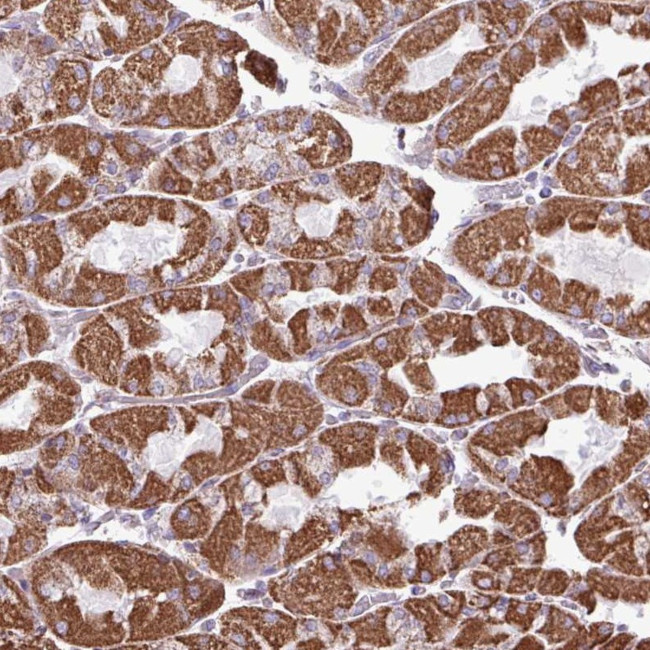 ZCCHC5 Antibody in Immunohistochemistry (Paraffin) (IHC (P))