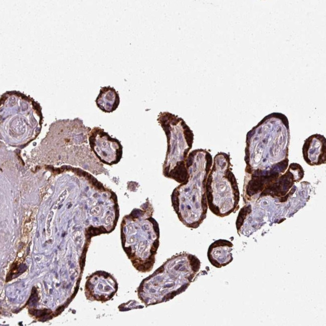 SPCS3 Antibody in Immunohistochemistry (Paraffin) (IHC (P))