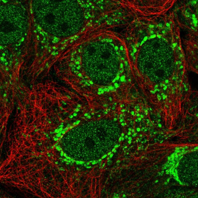 C3orf1 Antibody in Immunocytochemistry (ICC/IF)