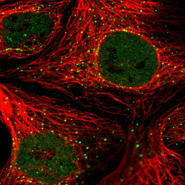 FAM177A1 Antibody in Immunocytochemistry (ICC/IF)