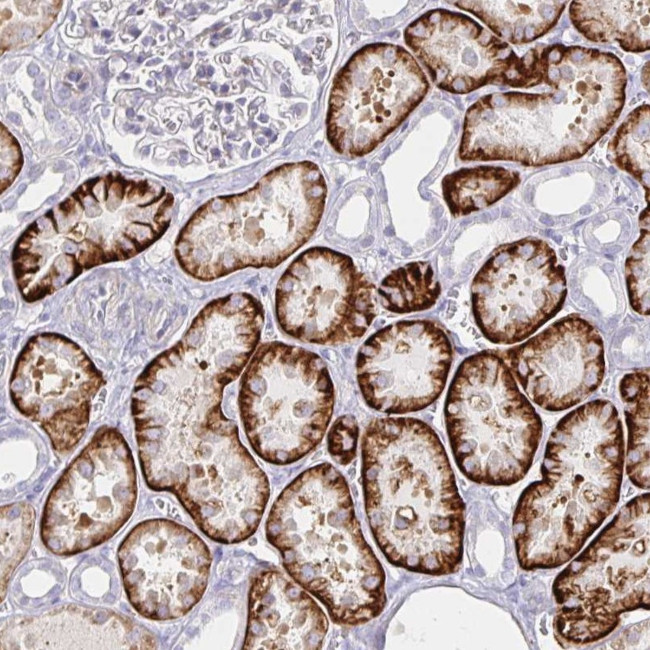 KCTD19 Antibody in Immunohistochemistry (Paraffin) (IHC (P))