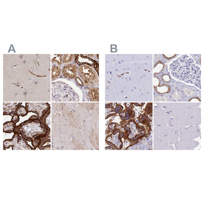 COBLL1 Antibody in Immunohistochemistry (IHC)