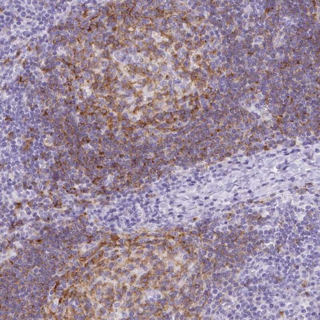 TAS2R39 Antibody in Immunohistochemistry (IHC)