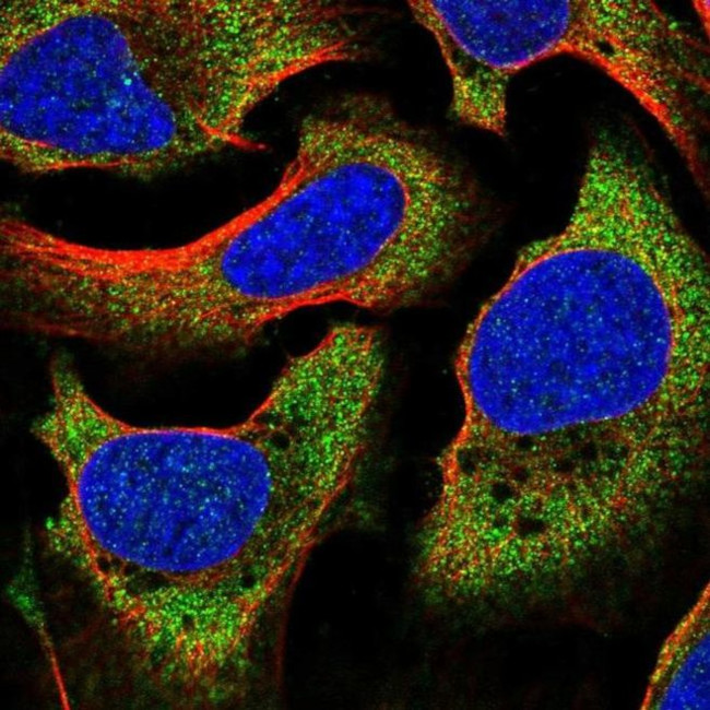 BRUNOL6 Antibody in Immunocytochemistry (ICC/IF)
