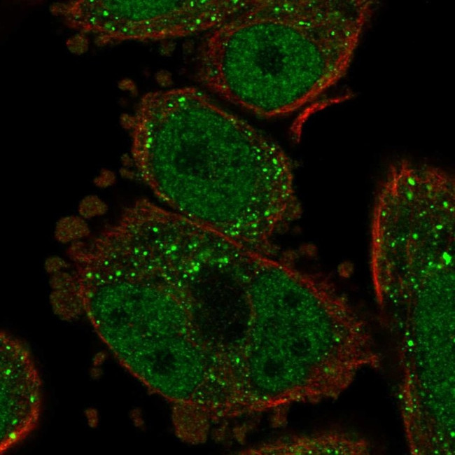 ZG16B Antibody in Immunocytochemistry (ICC/IF)