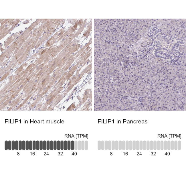 FILIP1 Antibody