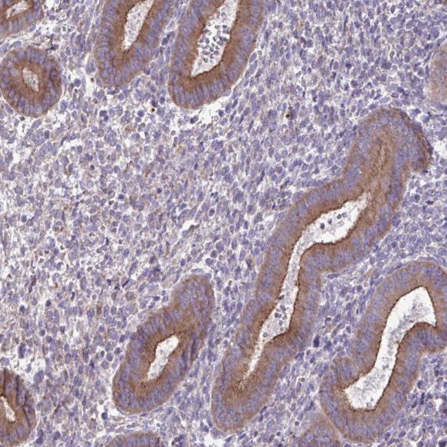 DREV Antibody in Immunohistochemistry (Paraffin) (IHC (P))