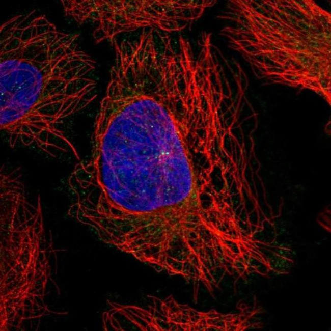 UBL3 Antibody in Immunocytochemistry (ICC/IF)