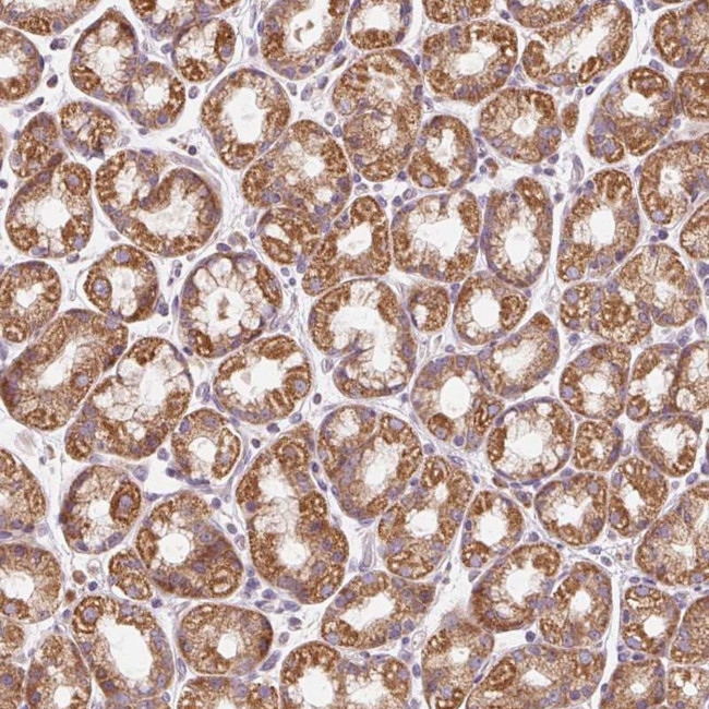 PRSS48 Antibody in Immunohistochemistry (Paraffin) (IHC (P))