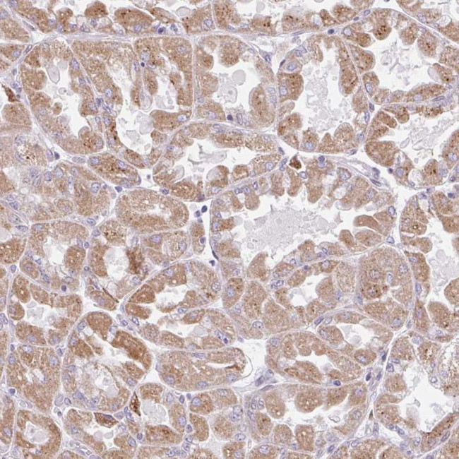 BEAN Antibody in Immunohistochemistry (Paraffin) (IHC (P))