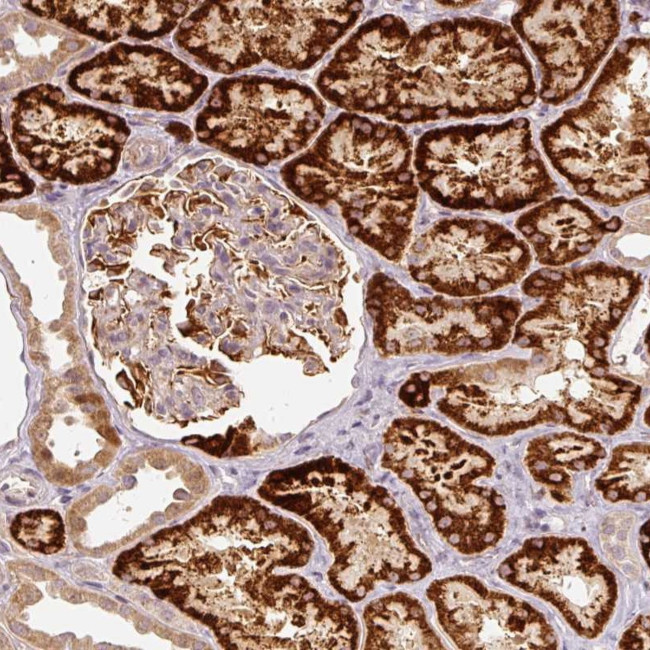 Cdc20B Antibody in Immunohistochemistry (Paraffin) (IHC (P))