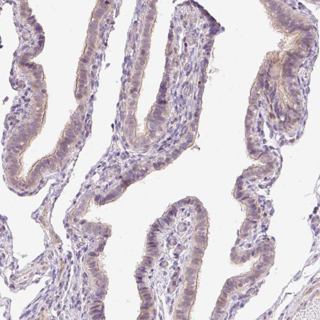 C19orf63 Antibody in Immunohistochemistry (Paraffin) (IHC (P))