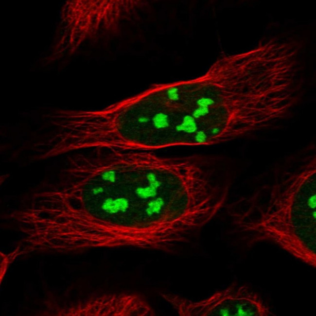 CCDC137 Antibody in Immunocytochemistry (ICC/IF)
