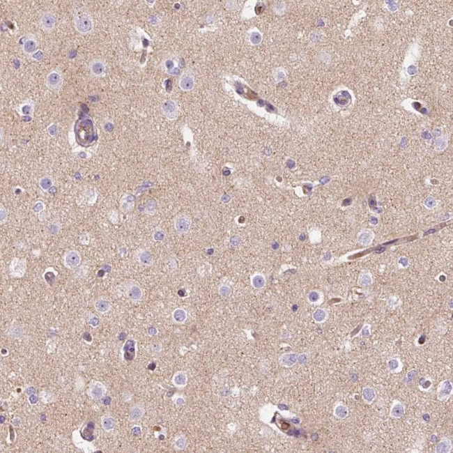 TMEM235 Antibody in Immunohistochemistry (Paraffin) (IHC (P))