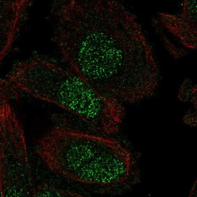 SP8 Antibody in Immunocytochemistry (ICC/IF)