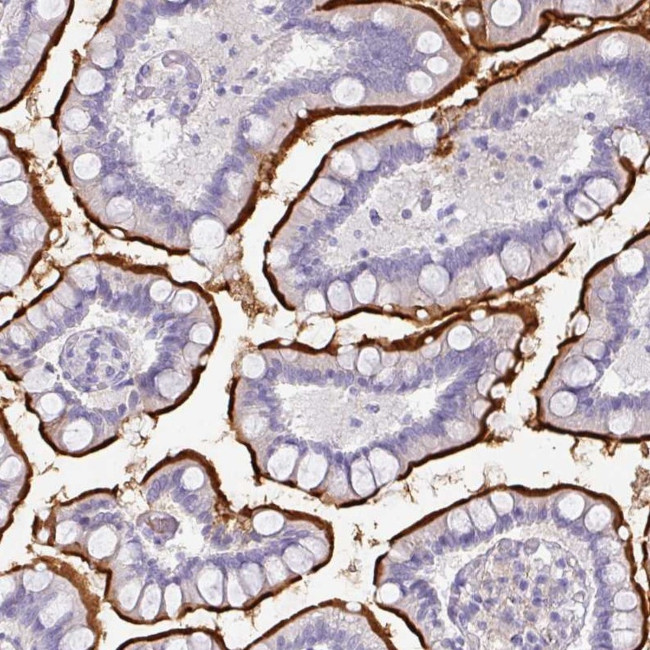 OR52N1 Antibody in Immunohistochemistry (Paraffin) (IHC (P))