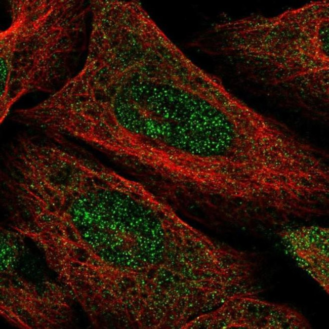 FAM46C Antibody in Immunocytochemistry (ICC/IF)