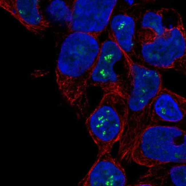 ZNF689 Antibody in Immunocytochemistry (ICC/IF)