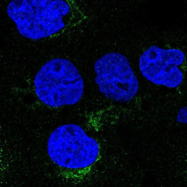 VTI1A Antibody in Immunocytochemistry (ICC/IF)