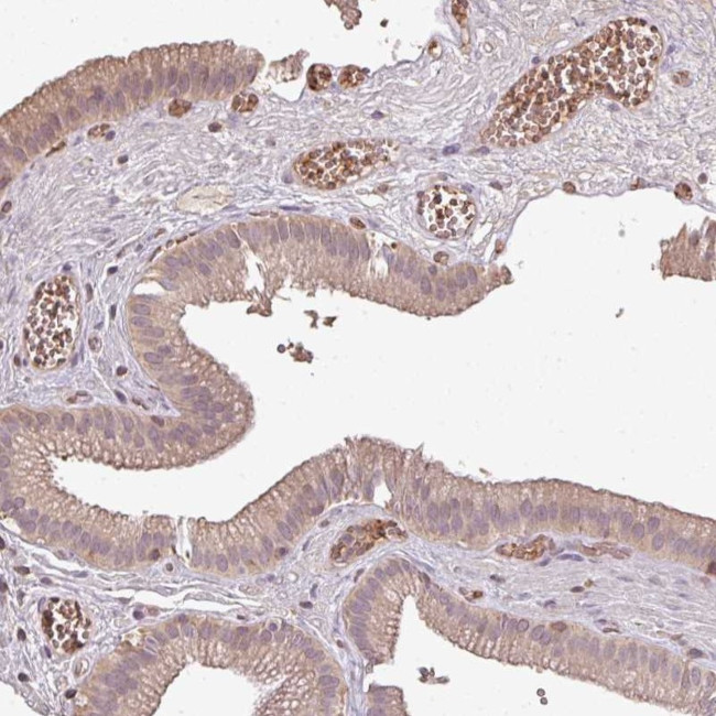 OLFML2B Antibody in Immunohistochemistry (Paraffin) (IHC (P))